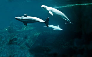 three gray dolphins underware HD wallpaper