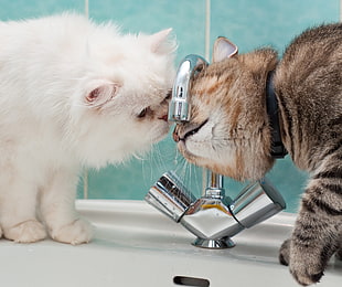 white and gray cat drinking on gray faucet