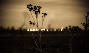 silhouette plants, bokeh, sepia, blurred, plants HD wallpaper
