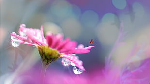 macro photography of pink Daisy with dewdrops HD wallpaper