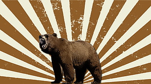 Californian bear, bears, sun rays HD wallpaper