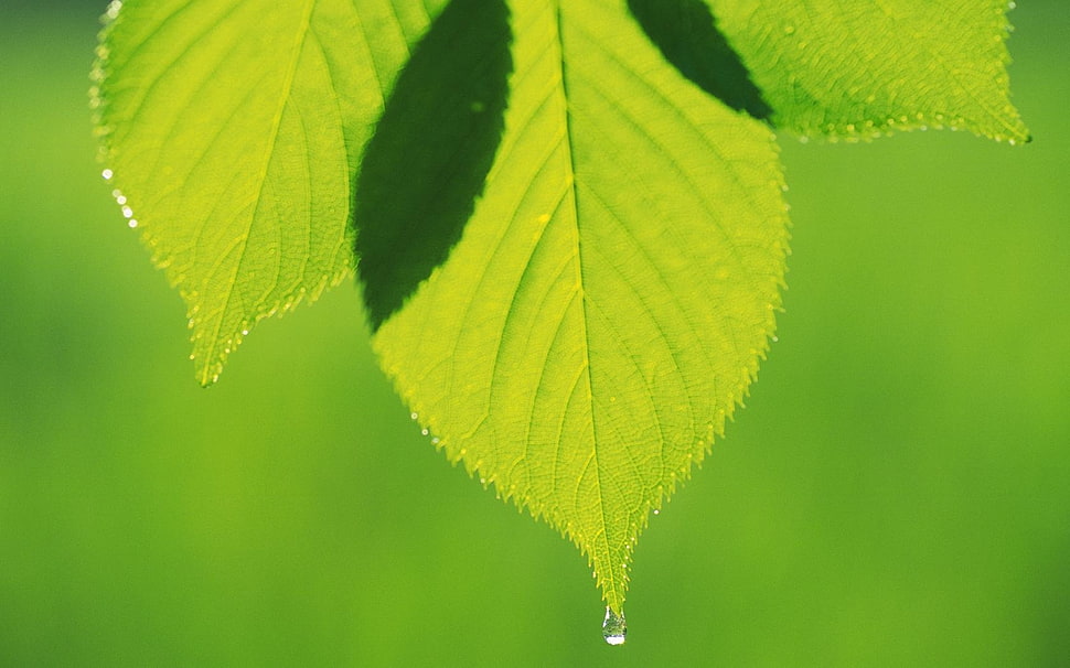 close-up photography of green leaf with dew drop HD wallpaper