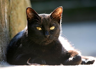 closeup photography of black short-fur cat