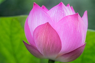 shadow focus photography of pink Lotus, lotus flower HD wallpaper