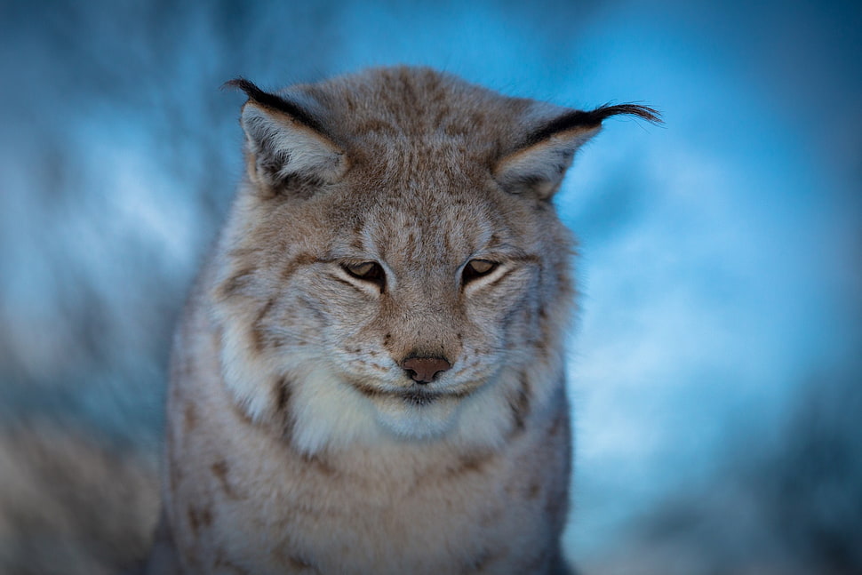 selective focus photo of wildcat HD wallpaper