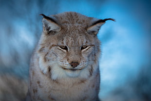 selective focus photo of wildcat