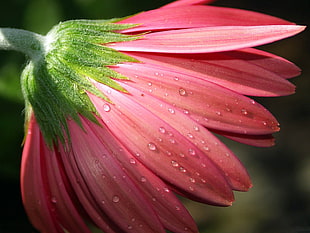 dewdrops on red Daisy flower