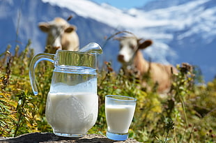 pitcher and glass of milk on green field near cattle