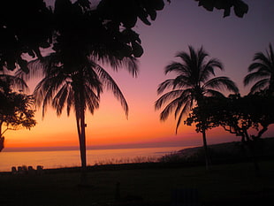 sunset view of ocean with palm tress