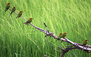birds on tree branch near green leaves