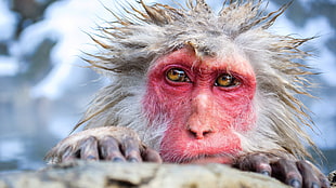 white and pink monkey, animals, fur, monkey, nature HD wallpaper