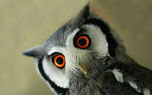 white and gray owl, animals, birds, hibou