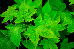 selective focus photography of green maple leaves