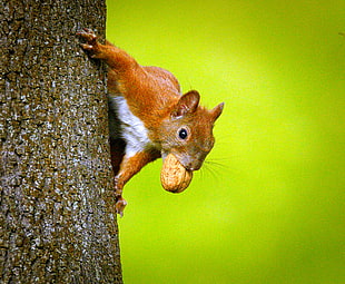 Squirrel with nut on tree