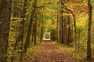 photo of a pathway near trees with drop leaves HD wallpaper