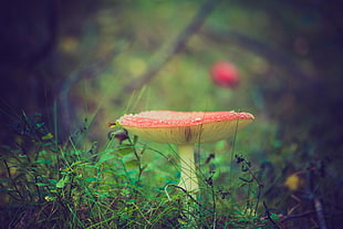 mushroom selective focus photography HD wallpaper