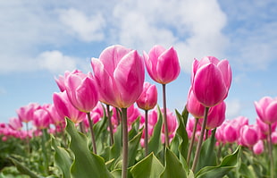 focused photo of a pink tulips