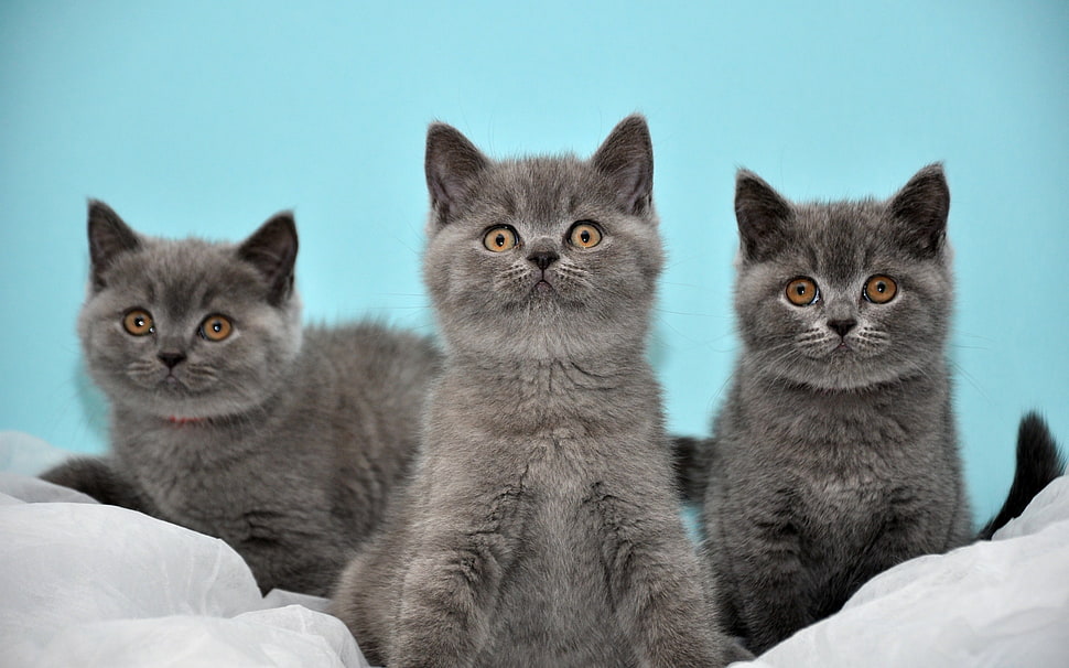 shallow focus photography of three Russian blue cats HD wallpaper