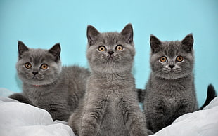 shallow focus photography of three Russian blue cats