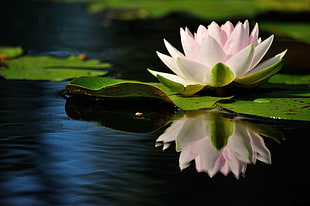 shallow focus photography of lotus flower on body of water