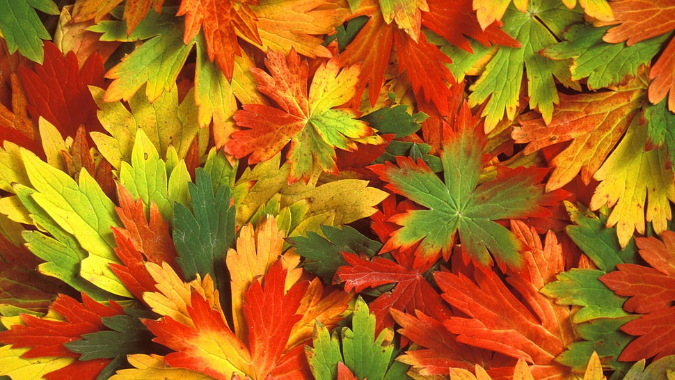 fall, leaves HD wallpaper