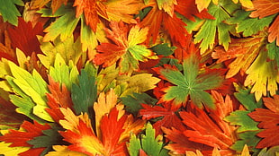fall, leaves