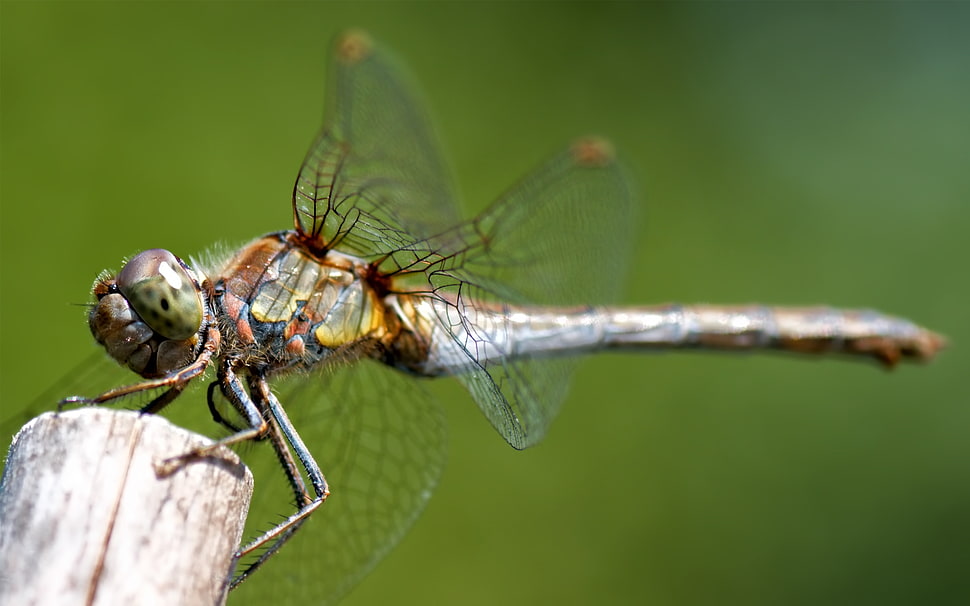 close-up photo of green and brown Skimmer Dragonfly HD wallpaper
