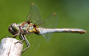 close-up photo of green and brown Skimmer Dragonfly