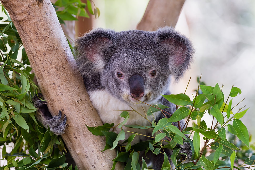 black Koala Bear on brown tree trunk with leaves around it HD wallpaper