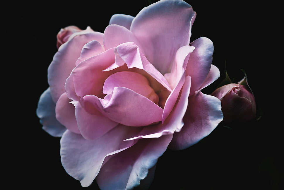 pink rose flower HD wallpaper