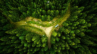 aerial photography of road between forest, drone, landscape, nature, aerial view