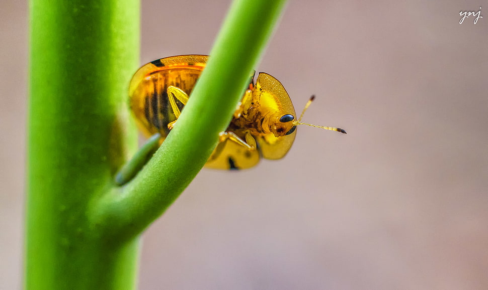green and black bug on green branch HD wallpaper