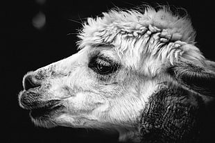 macro photography of white and black goat