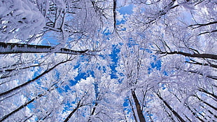 low-angle photography of white leaf trees at daytime, winter, forest, snow, trees
