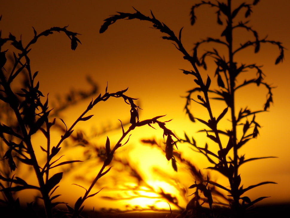silhouette photo of plant during sunset HD wallpaper