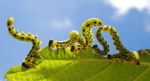 five green caterpillars photography, hazel