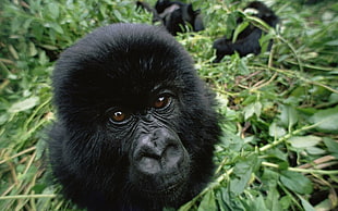 black gorilla, animals, gorillas HD wallpaper