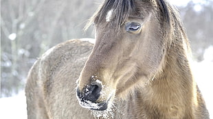gray and white horse with snow on nose