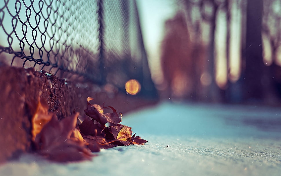 selective focus photography of dried leaves HD wallpaper