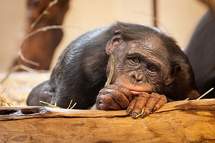 black Chimpanzee on brown wooden surface HD wallpaper