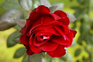 red rose close up photo