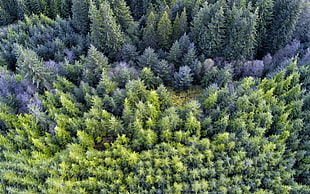 aerial photo of forest HD wallpaper