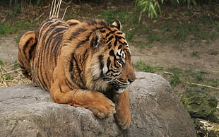 Tiger lying on a gray rock HD wallpaper