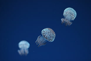 several gray jellyfish on sea selective focus photo