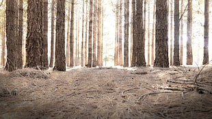 brown trees in a forest during day time