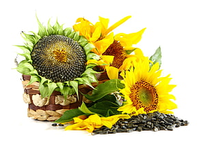 yellow Sunflower with seeds beside HD wallpaper