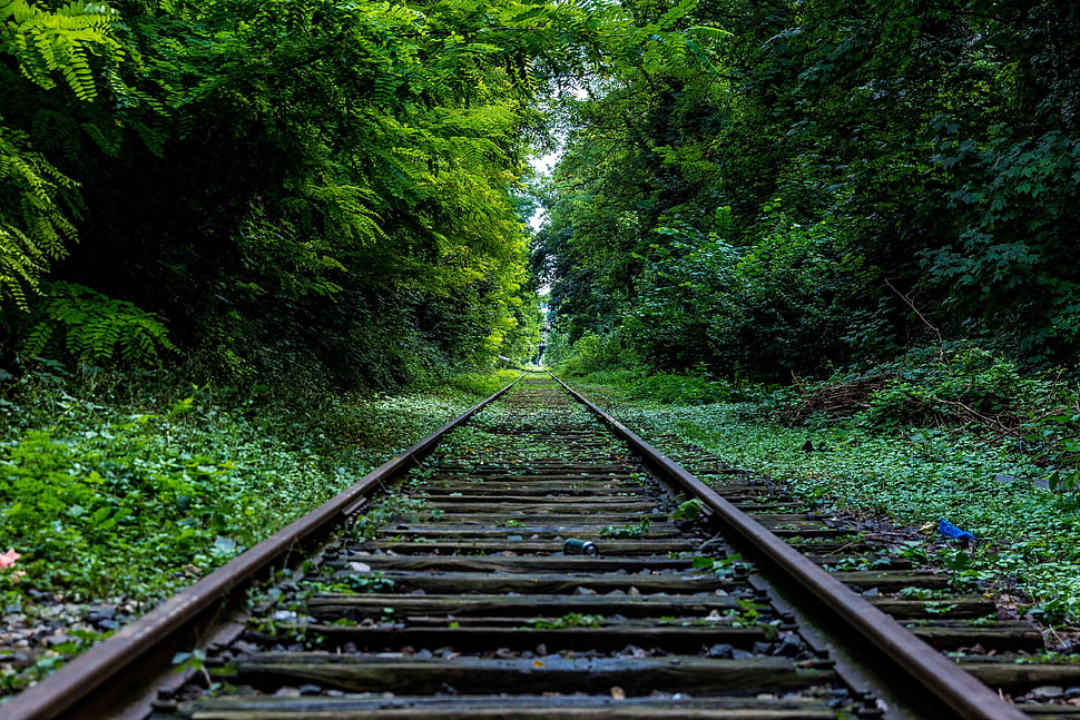 brown trail rail, train, railway, forest HD wallpaper