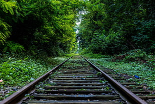 brown trail rail, train, railway, forest HD wallpaper