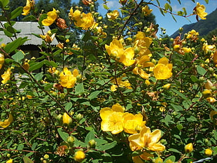 yellow petaled flower, flowers, nature, yellow flowers, plants HD wallpaper