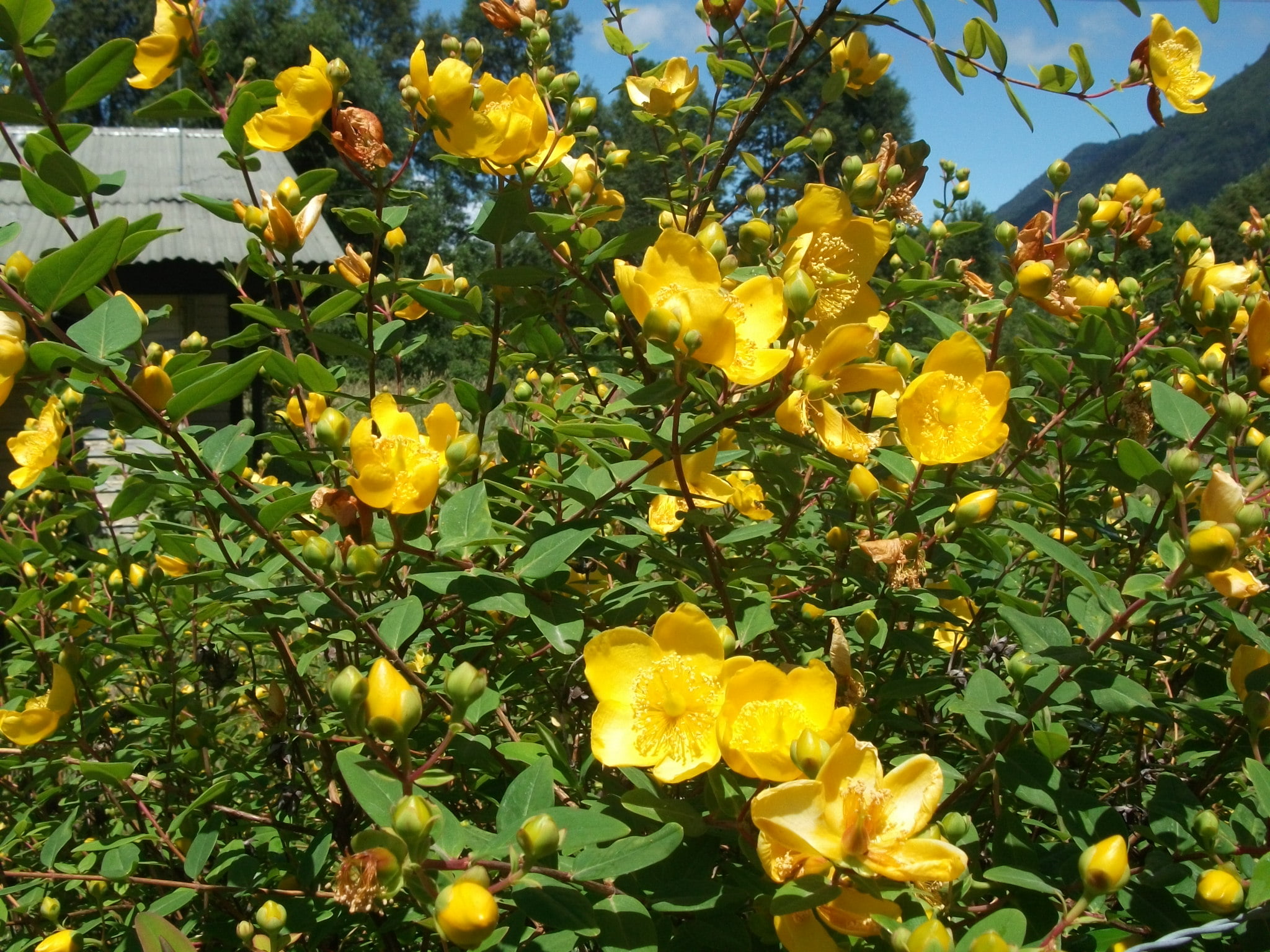 yellow petaled flower, flowers, nature, yellow flowers, plants